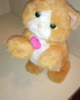 Daisy, la gattina che gioca con te