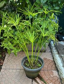 pianta di papiro in vaso