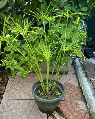 pianta di papiro in vaso