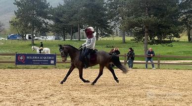 Super pony dressage o salto