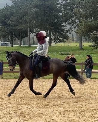 Super pony dressage o salto