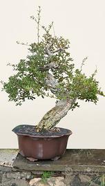bonsai