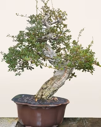 bonsai