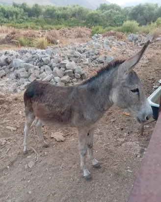 Asino puledro