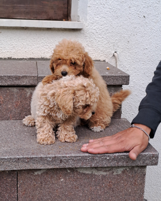 Cuccioli di Maltipoo