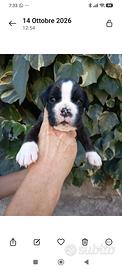 boxer