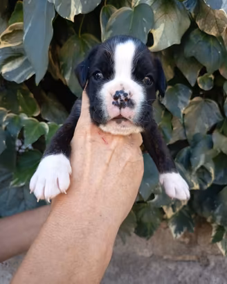 boxer