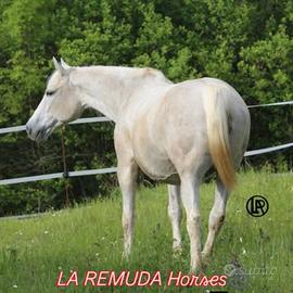 Cavalla quarter per bambini e principianti