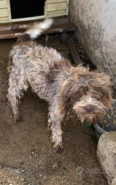 Lagotto romagnolo