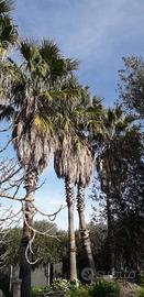 Palme Washingtonia hl 7 mt. Cad piante sfuse