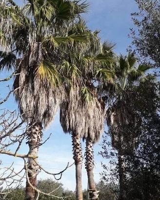 Palme Washingtonia hl 7 mt. Cad piante sfuse