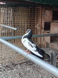 Pavoncelli Indiani