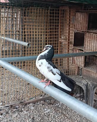 Pavoncelli Indiani