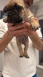 Cuccioli bulldog francese