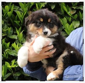 Australian shepherd femmine cucciole