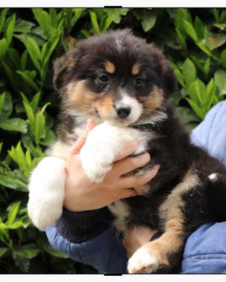 Australian shepherd femmine cucciole