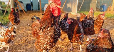 Pulcini pulcinotti galli galline SUSSEX MILLEFIORI