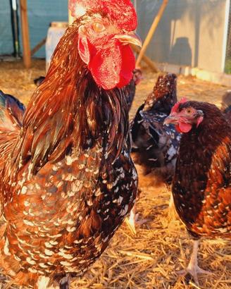 Pulcini pulcinotti galli galline SUSSEX MILLEFIORI