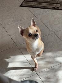 Cane chihuahua da monta maschio