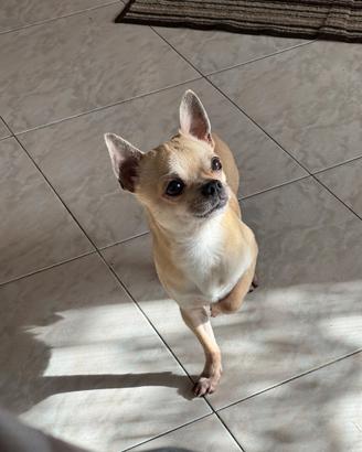 Cane chihuahua da monta maschio