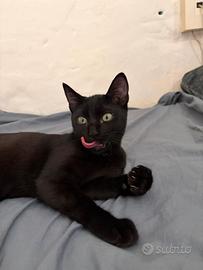 Gattina nera mista siamese