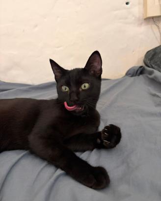 Gattina nera mista siamese