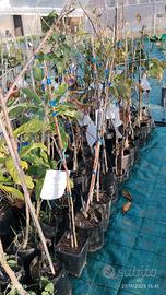 piante da frutto di tutte le varietà 