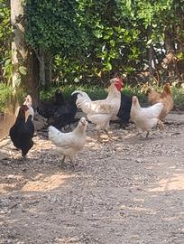 Galline
