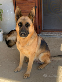 Cuccioli Pastore Tedesco