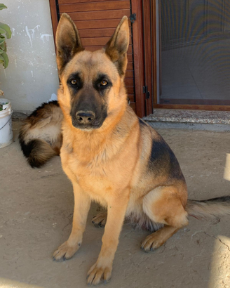 Cuccioli Pastore Tedesco