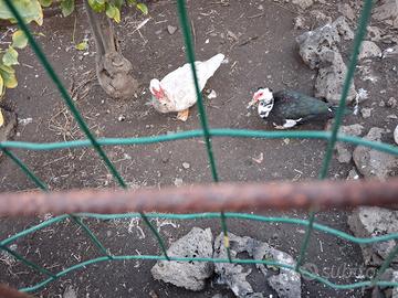 Coppie oche e anatre