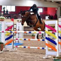 Cavallo