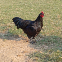 Gallo Australorp