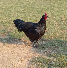 Gallo Australorp