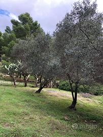 Terreno turistico-alberghiero