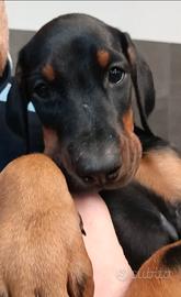 Dobermann Cuccioli