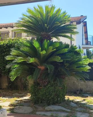 ALBERO CYCAS