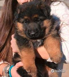 Cuccioli Pastore tedesco Pelo lungo e Pelo Corto