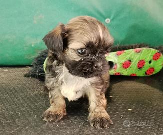 Lhasa apso