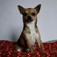 Simpaticissimo cucciolo Chihuahua