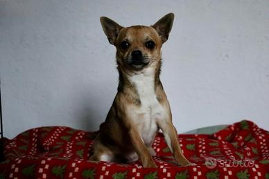Simpaticissimo cucciolo Chihuahua