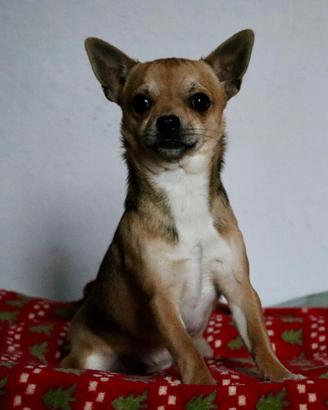 Simpaticissimo cucciolo Chihuahua
