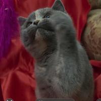 British shorthair