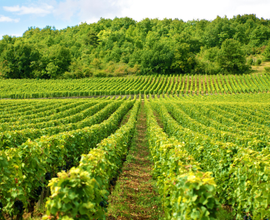 Azienda Vitivinicola in Oltrepò Piacentino