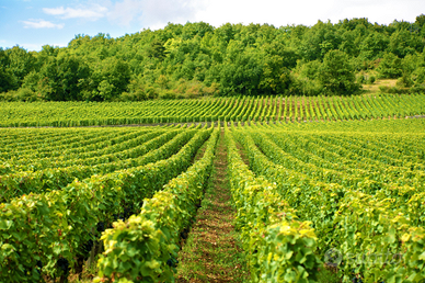 Azienda Vitivinicola in Oltrepò Piacentino