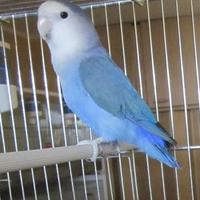 Inseparabile blu cobalto