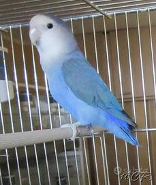 Inseparabile blu cobalto