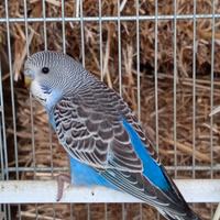 Cocorite allevati a mano