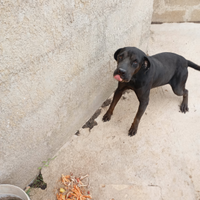 Cane corso