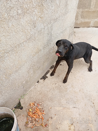 Cane corso